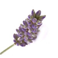 真正/高山薰衣草Lavender oil-100ml