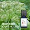 歐白芷/當歸根Angelica Root-100ml