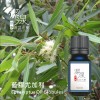藍膠尤加利Eucalyptus oil-100ml