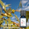 薄荷尤加利Eucalyptus Dives-100ml