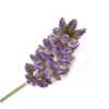真正/高山薰衣草Lavender oil-100ml