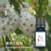 澳洲尤加利Eucalyptus Radiata-10ml