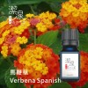 馬鞭草Verbena oil-10ml
