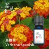 馬鞭草Verbena-50ml