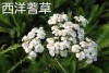 西洋耆草 Yarrow oil-10ml